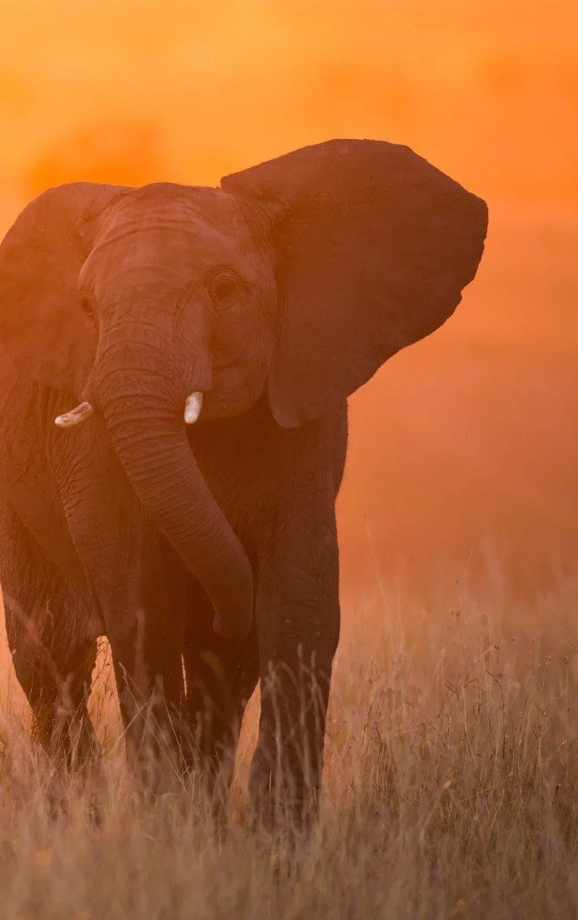The most special photo taken of an elephant in a storm with quality for profile and phone background