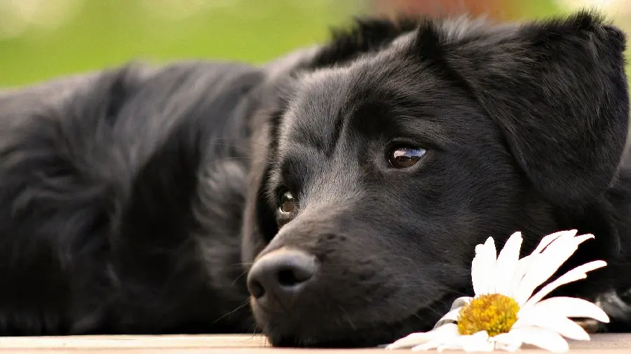 Cute and Spectacular Black Dog Profile Picture for Instagram