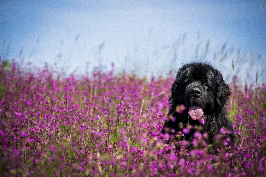 Newfoundland dog wallpaper for desktop background 