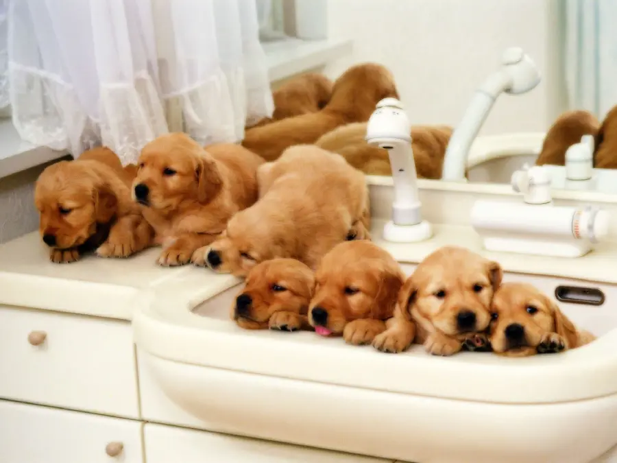 Image Beautiful profile of cute little puppies