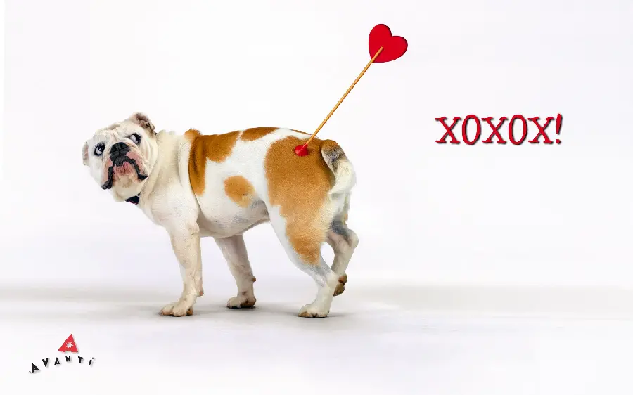 American Bulldog wallpaper with Valentine's Day theme