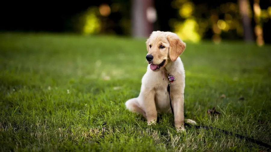 Background Labrador Retriever with a beautiful and spectacular view 