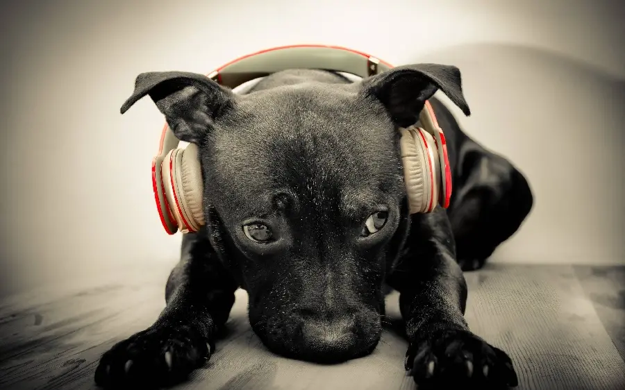 Download free stock photos of dogs for laptops and desktops 