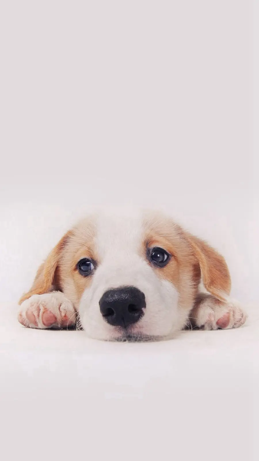 Minimalist Dog Background Suitable for Mobile Phone Backgrounds