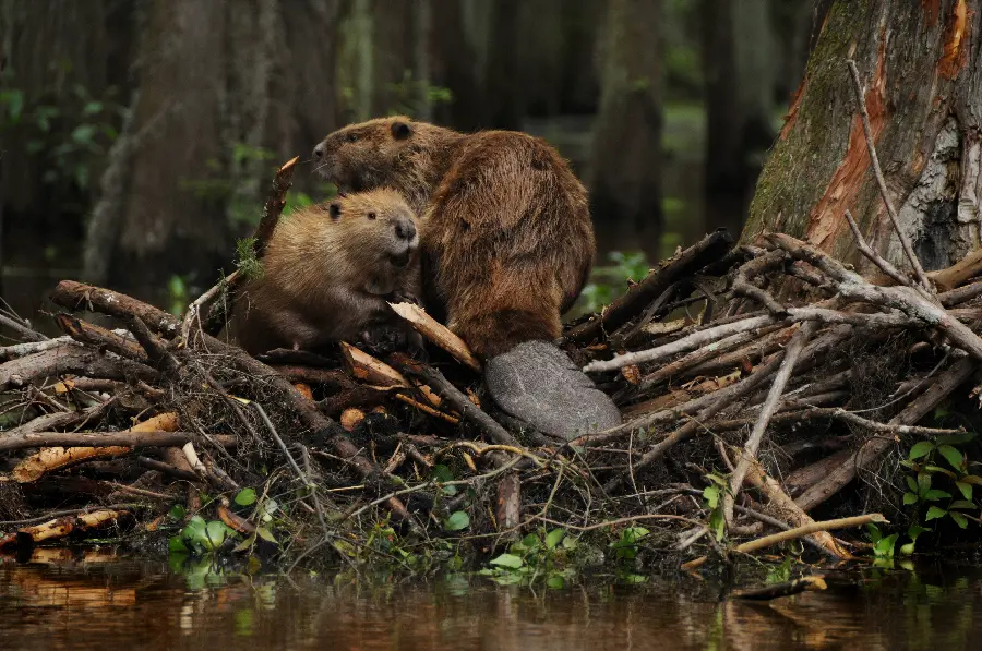 High resolution image of a water dog for wildlife lovers