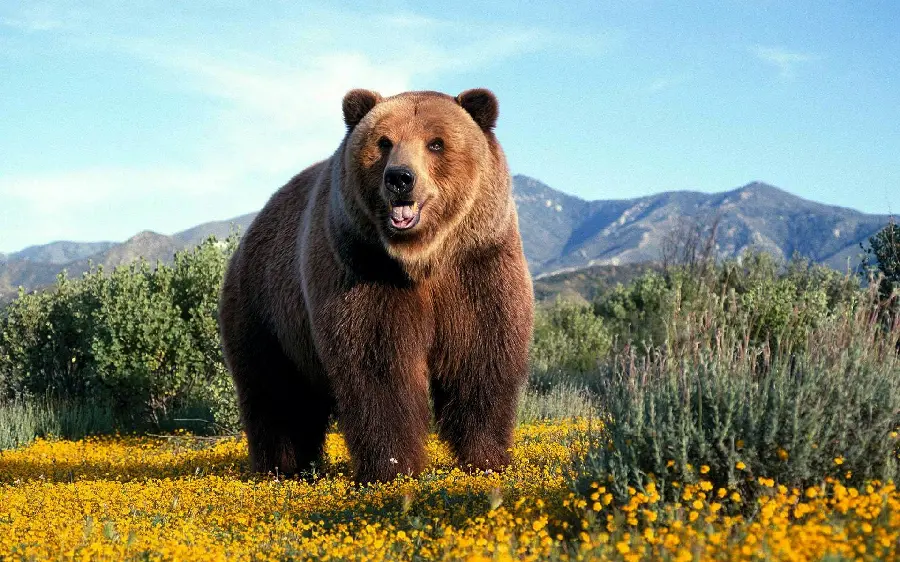 The latest beautiful photos of grizzly bears in the forest