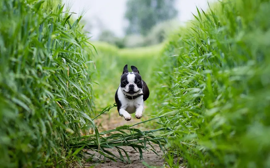 Awesome Photoshop Dog Wallpaper for Desktop