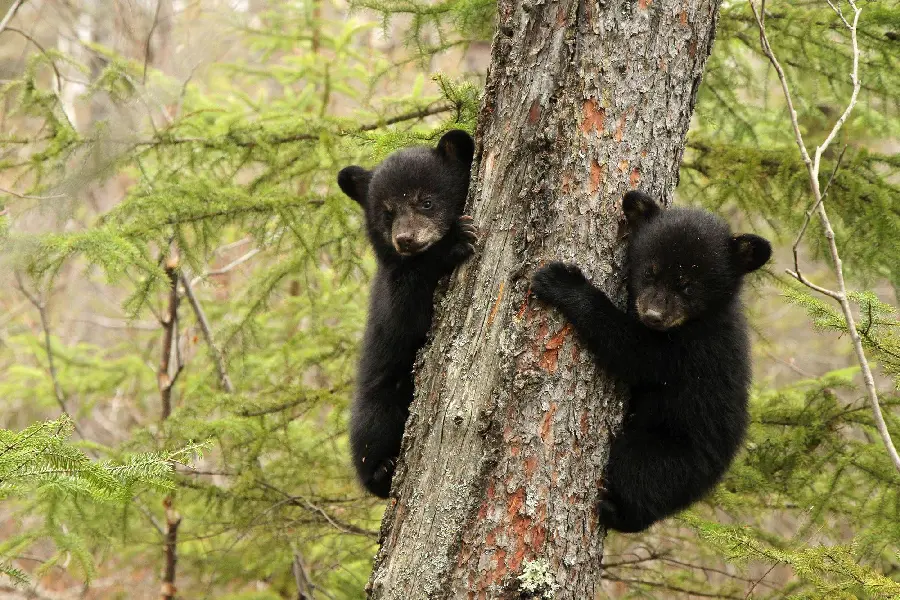 Cute and Small Black Bear Baby Background for HD Poster Printing