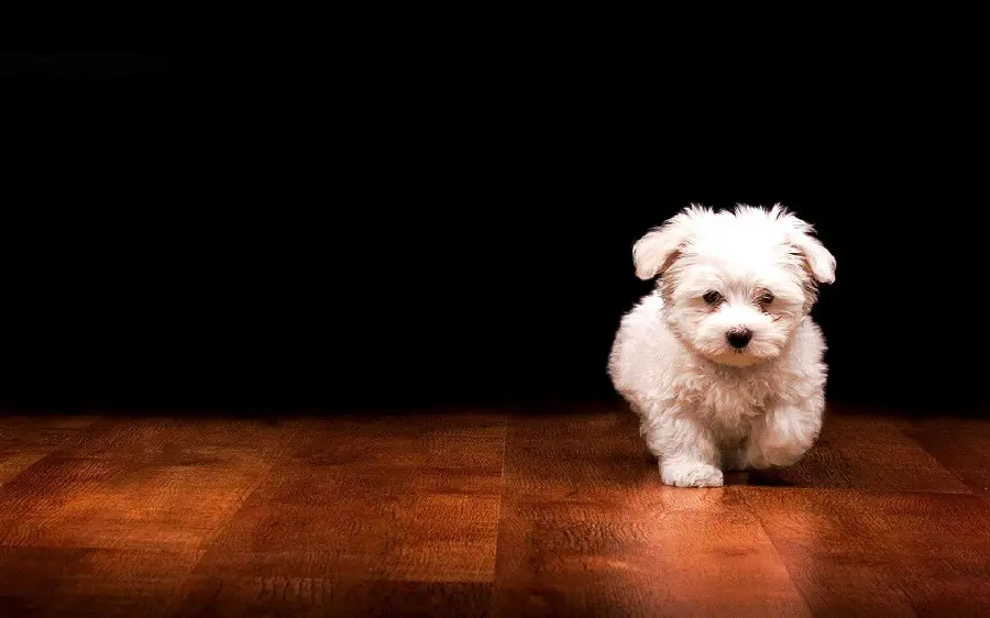 Background image for desktop wallpaper of a white fluffy dog ​​