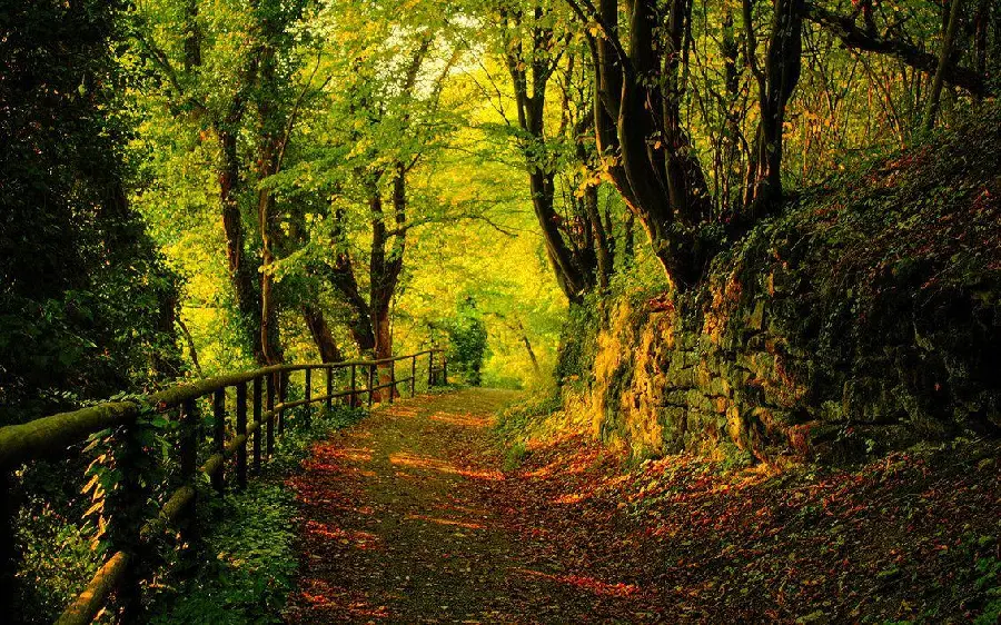 Autumn in lush forests