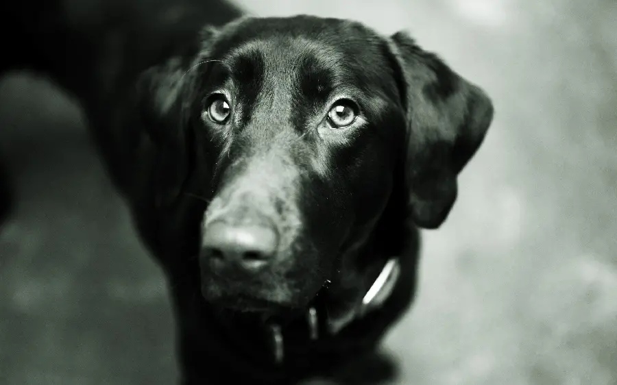 Labradoodle Stock Photo Black Retriever Full HD