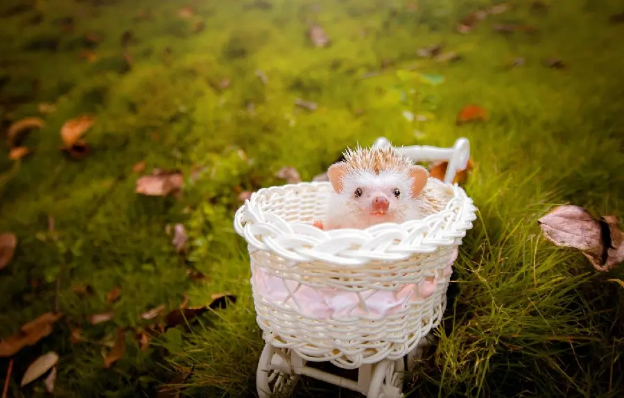 Excellently edited photo of a baby hedgehog in a wheelbarrow