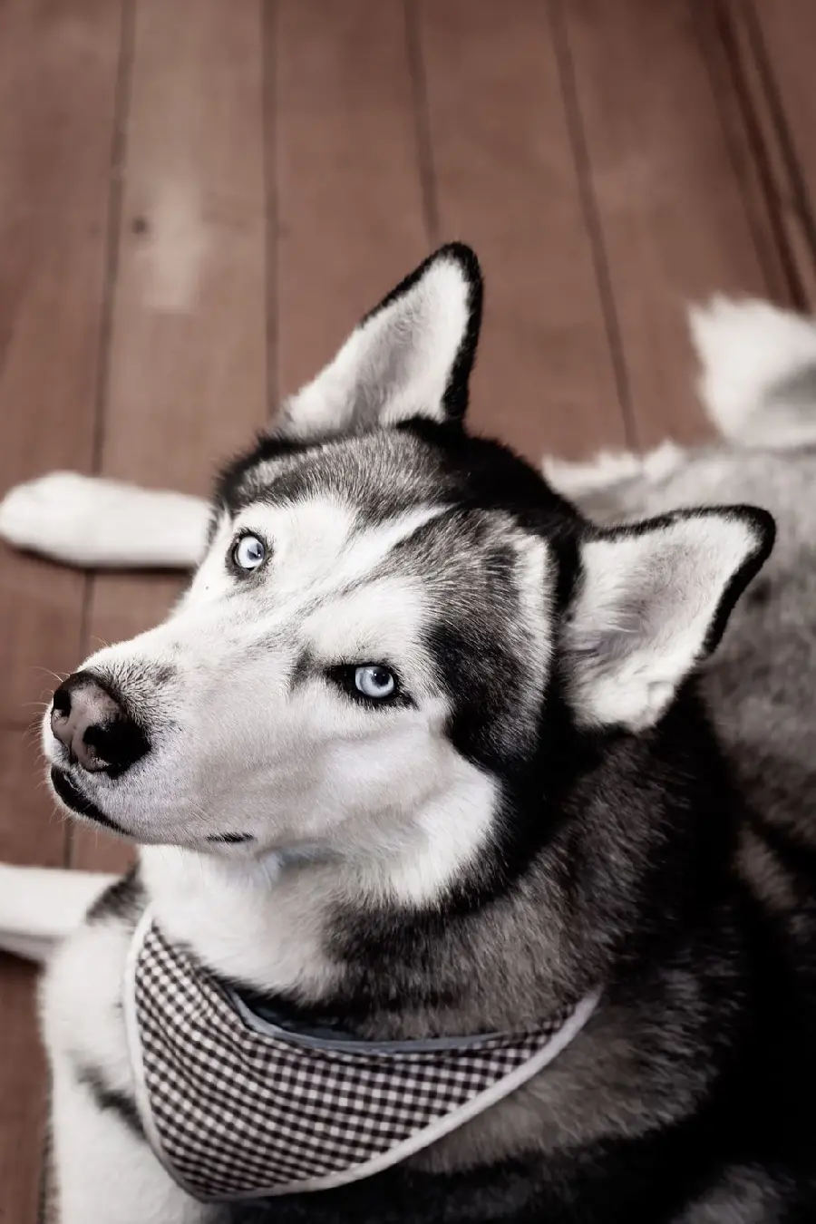 Wallpaper for the phone lock screen with a red husky design