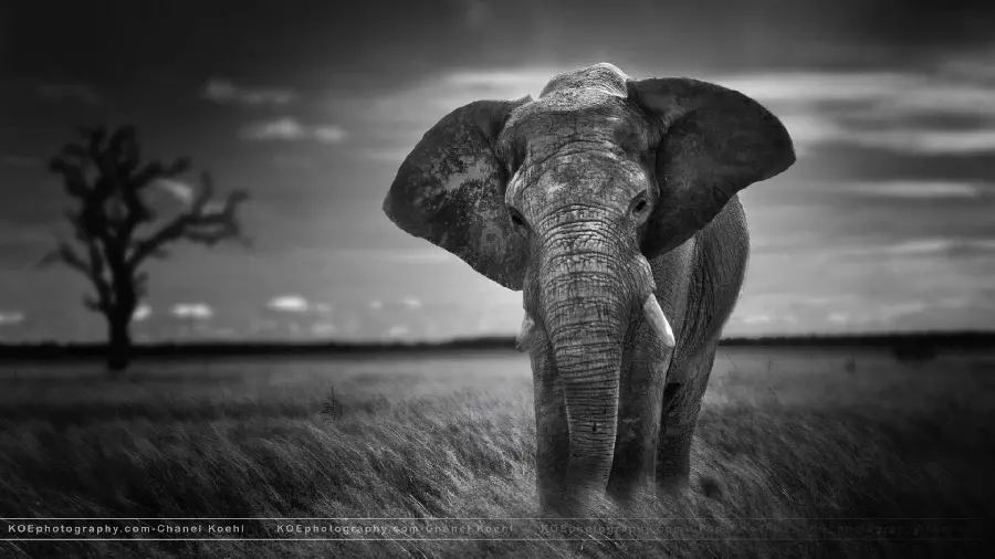 Special Black and White Image of Elephant in Nature