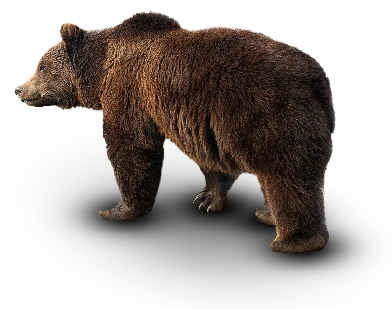 Download profile image of an adult bear as a PNG file