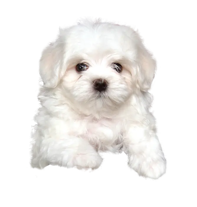 High Quality and Attractive Real Dog Profile Image PNG