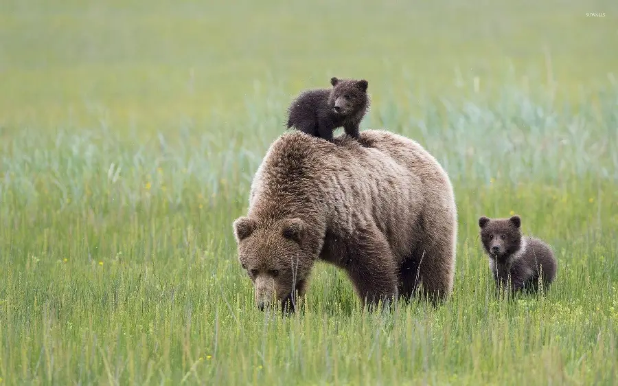 Full HD quality wallpaper of a bear cub for your monitor