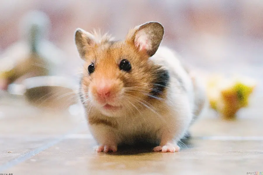 Image of a sad hamster profile