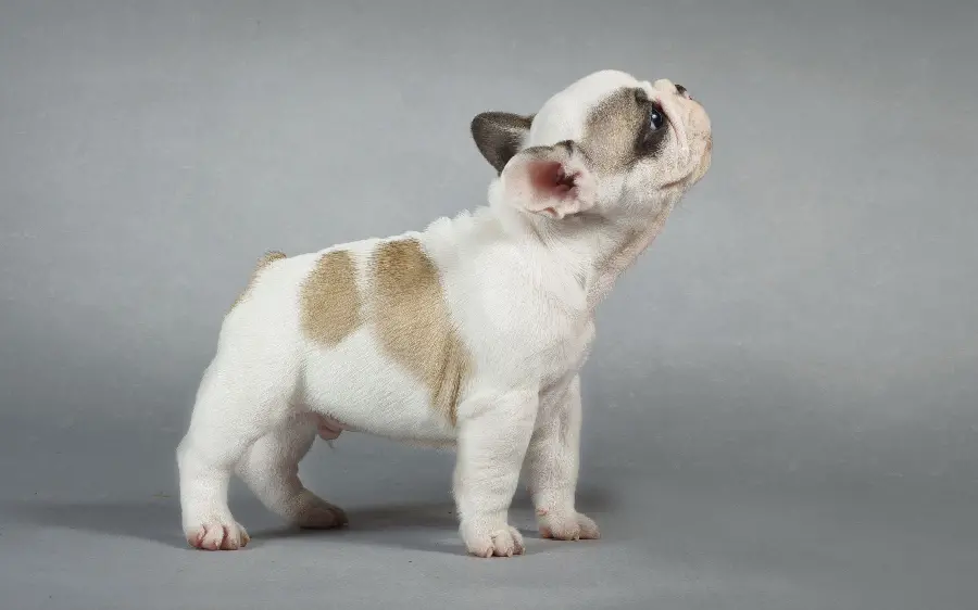 French Bulldog puppy wallpaper for laptop background