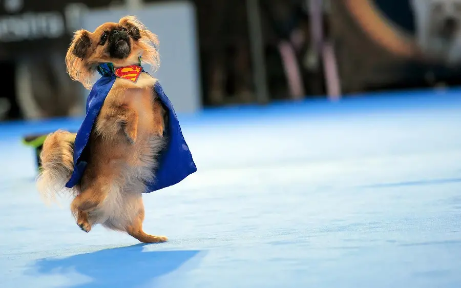 Super quality funny dog ​​background photo