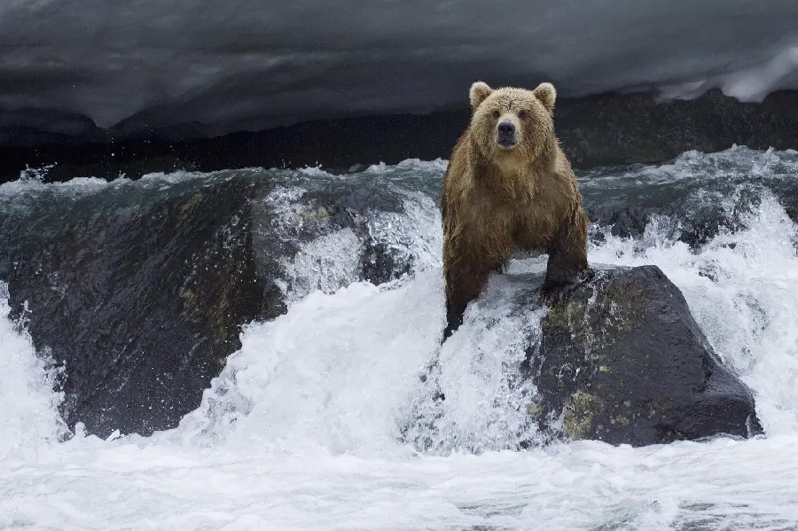 Special and Pure Wallpapers of Black Bears with Excellent HD Resolution