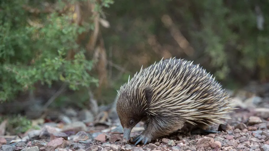 Anteater or Spiny Anteater or Echidna