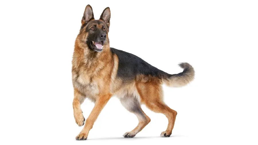 German Shepherd Rex Wallpaper on White Background
