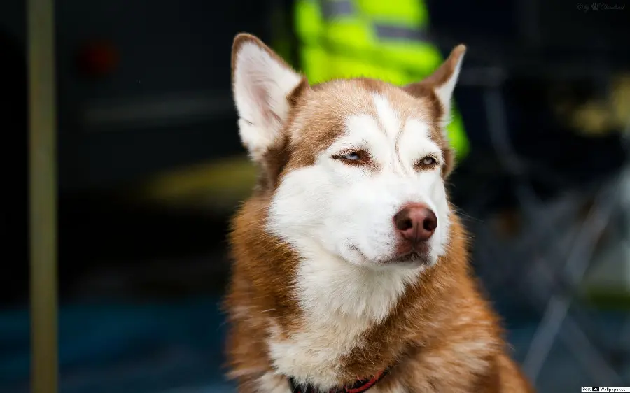 Very Beautiful Profile Photo of Red Husky with Blurred Background and fade