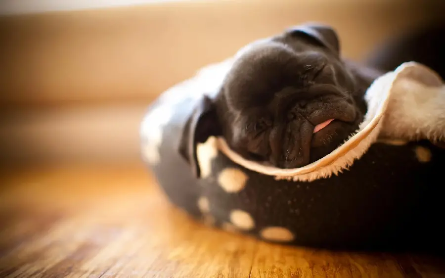 A charming profile picture of a lovely pug puppy