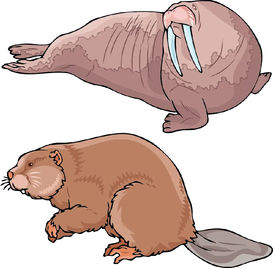 Beaver