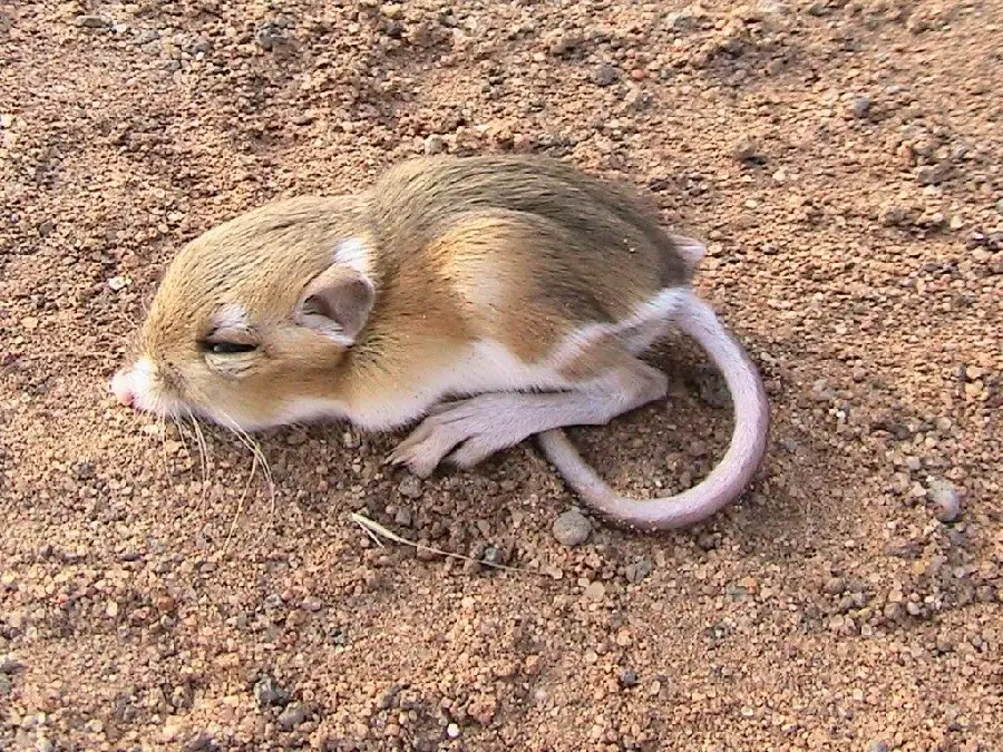A very cute and salty baby worm rat
