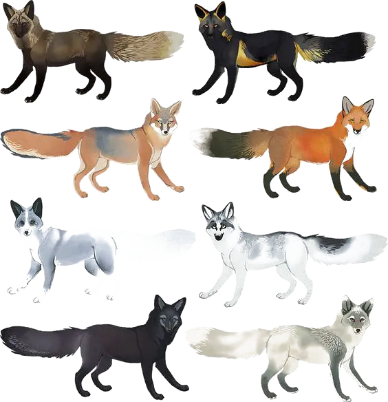Photo of painting of foxes of different breeds PNG