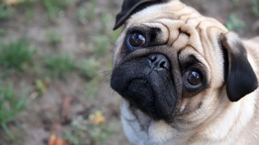 Very beautiful and cute photo of a pug dog in excellent quality 