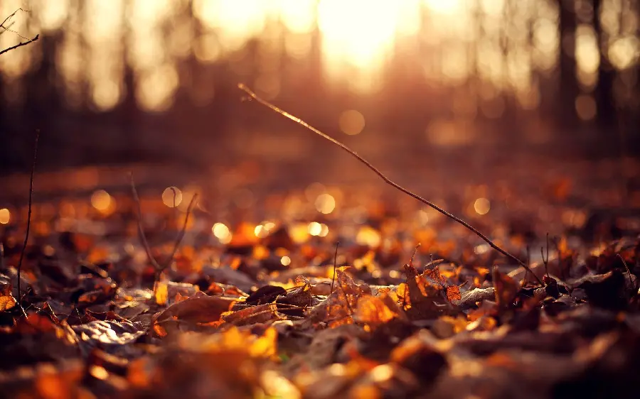 Autumn