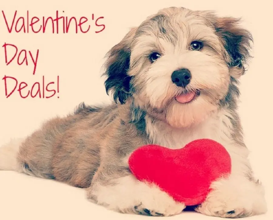 Download high quality Valentine dog image for profile