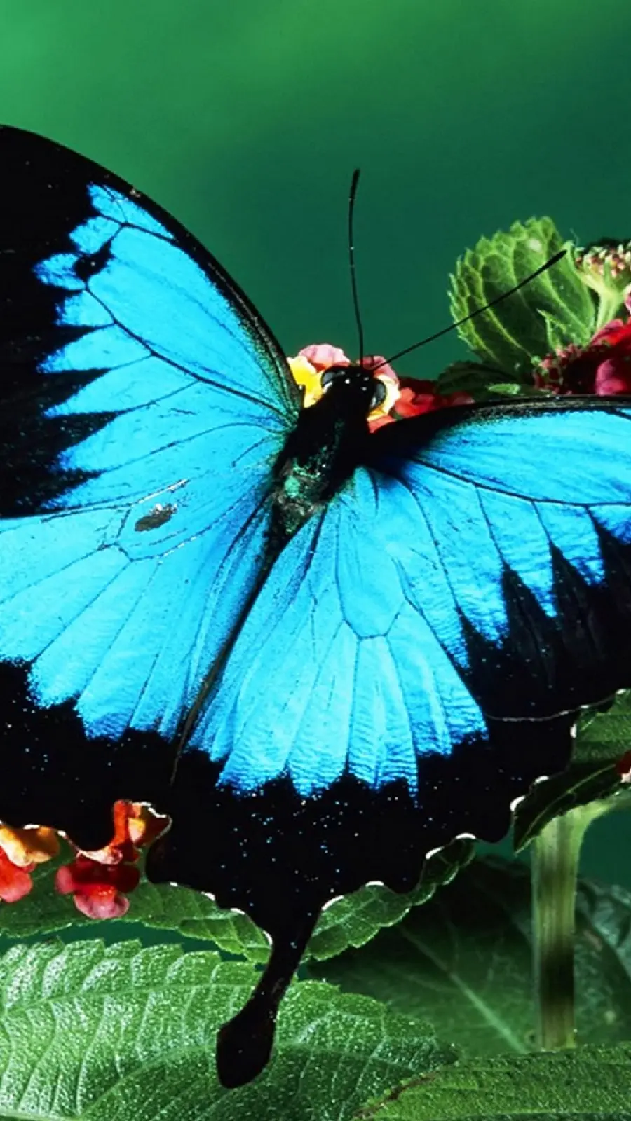 Cute peacock blue butterfly stock photo for iphone