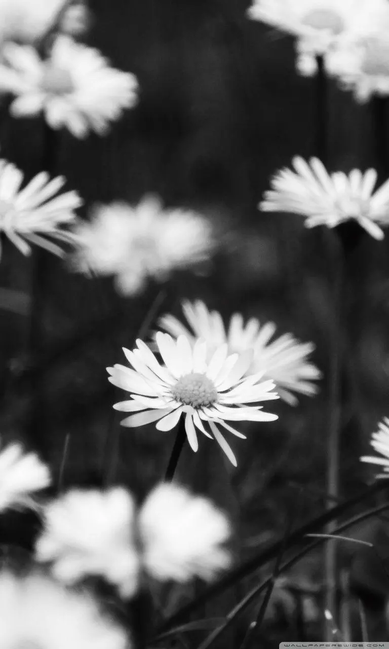 Black and white picture of beautiful flowers in a garden for wallpaper and mobile background