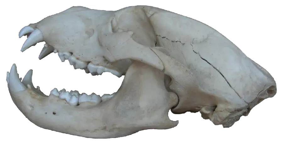Interesting Image Used in Research of Bear Skull PNG