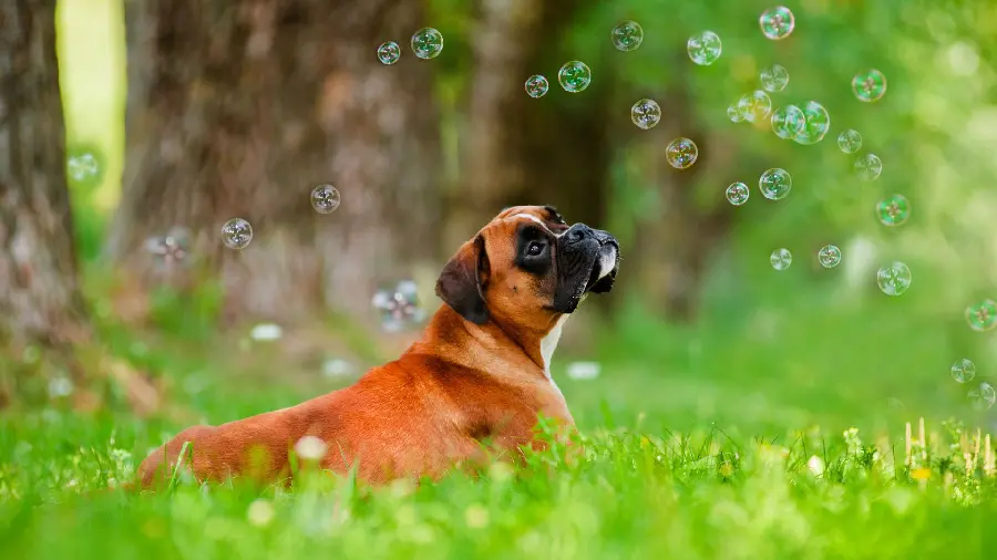Great Edited Background Photo of Boxer Dog for Desktop
