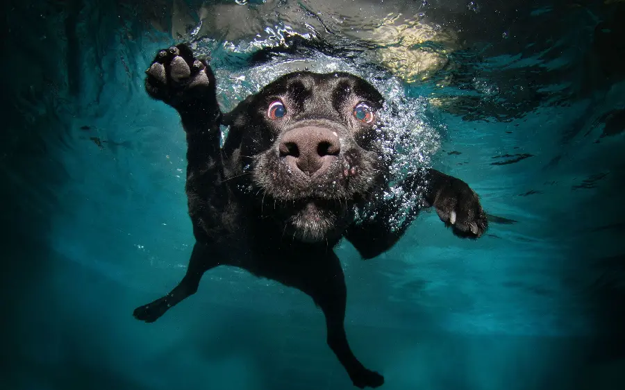 Download Funny Stock Photo of Dog Swimming for Desktop