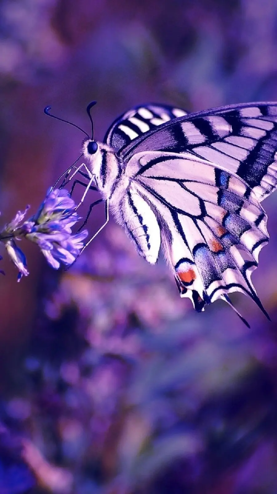 Very beautiful wallpaper of a cute swallowtail butterfly for iPhone background