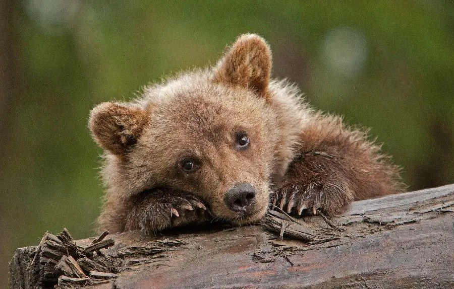 Bear cub profile image for printing on nature t-shirts