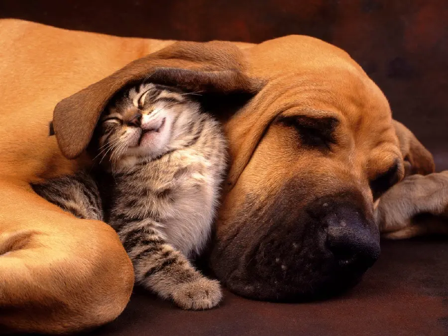 Free download of high-quality backgrounds of dogs suitable for desktop