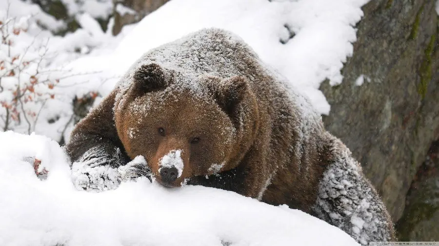 Photo of a grizzly bear, one of the largest breeds of brown bears