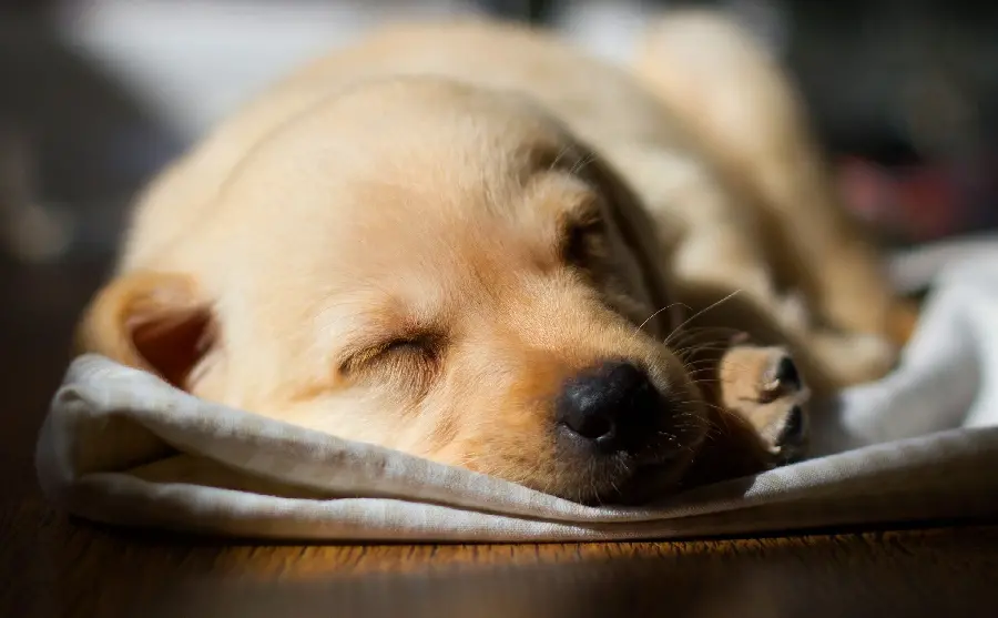 Cute Labrador Retriever Background for Pet Pages