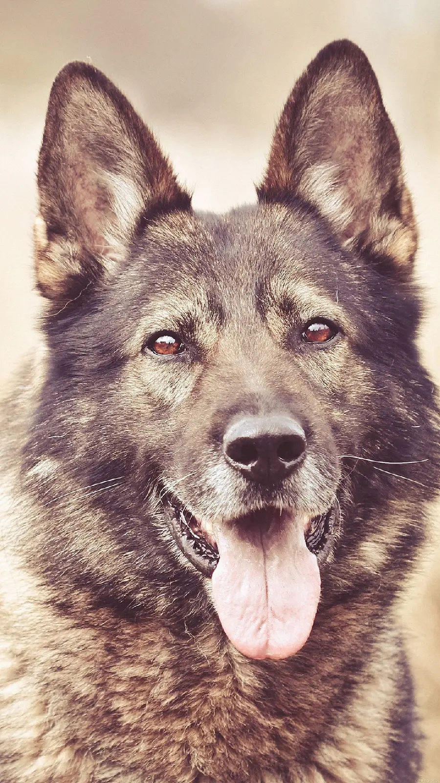 Download completely free stock image for phone of a German Shepherd
