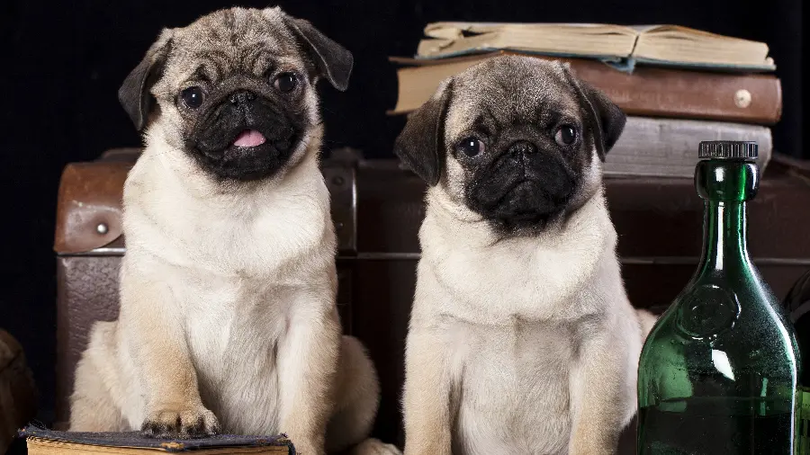 Cute and Spectacular Pug Dog Wallpaper