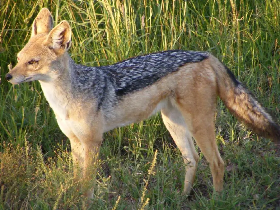 Cool and Free Jackal Background for Desktop Background