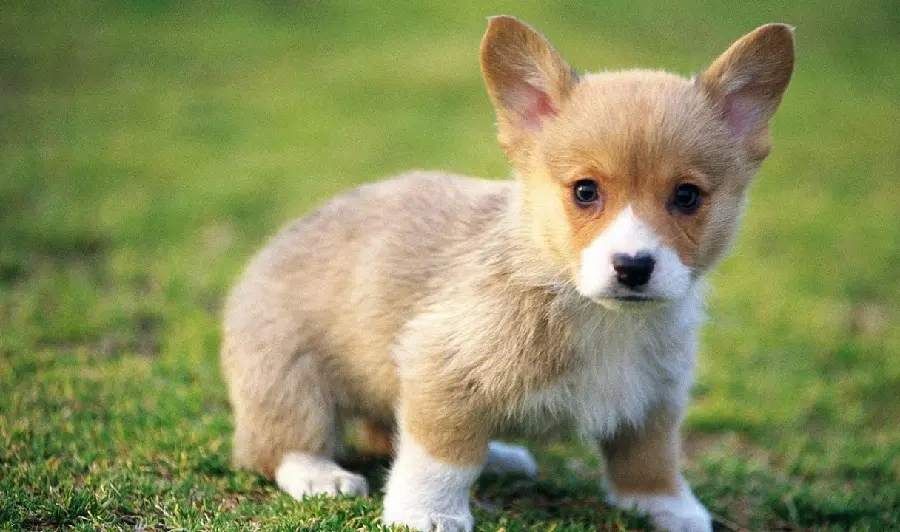 The cutest photos taken of small and purebred puppies