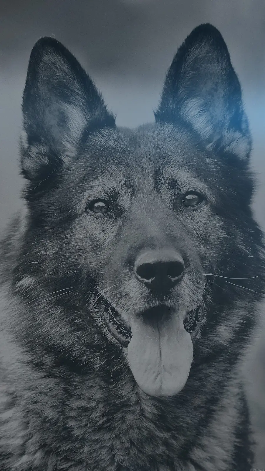 Black and white background for iPhone of a lovely German Shepherd